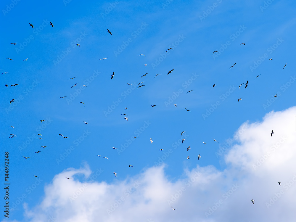 Birds flying in blue cloudy sky