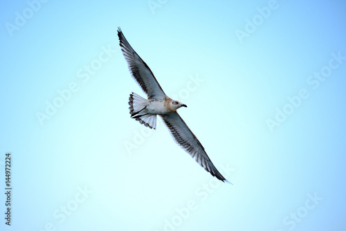 Lesser Black backed Gull majestic flight in blue sky