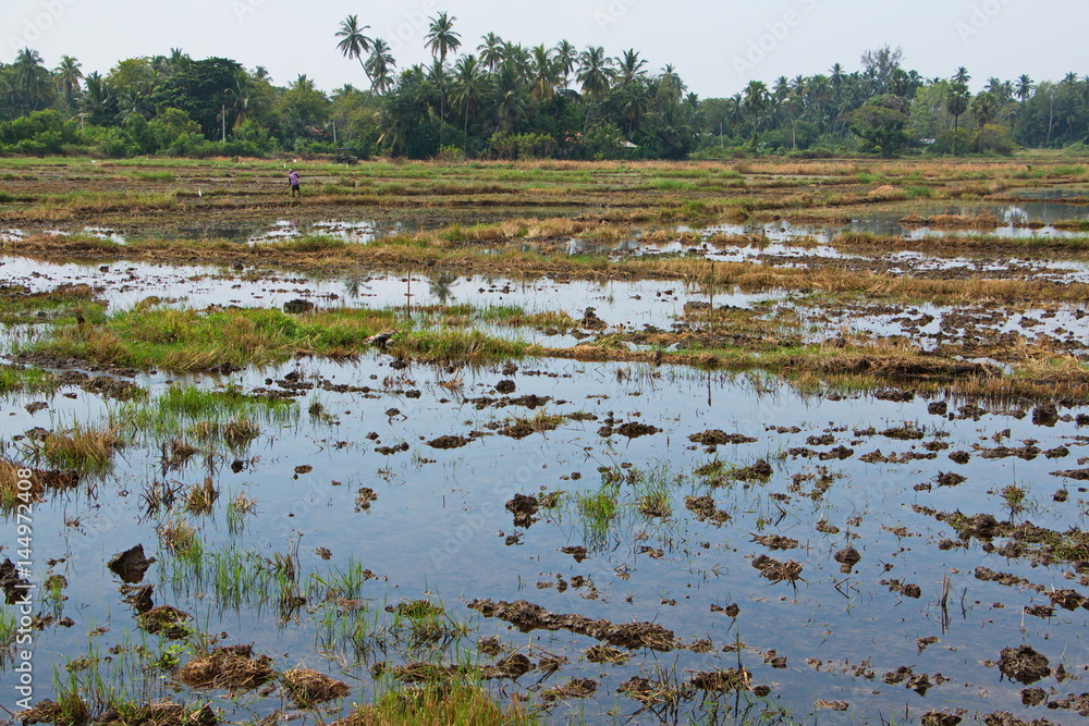 Reisfeld auf Sri Lanka