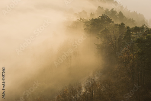 Enchanted forest seen from the heights of Brasov as the mist elevates and the sun is rising