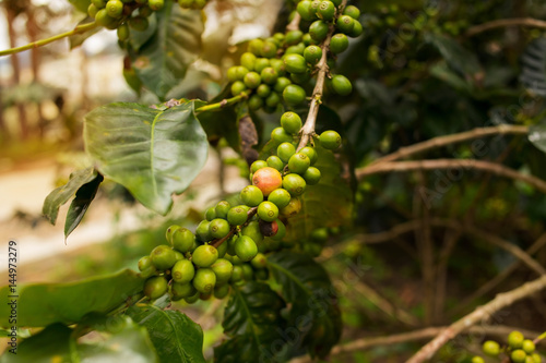 Coffee plantation in Da Lat, Vietnam