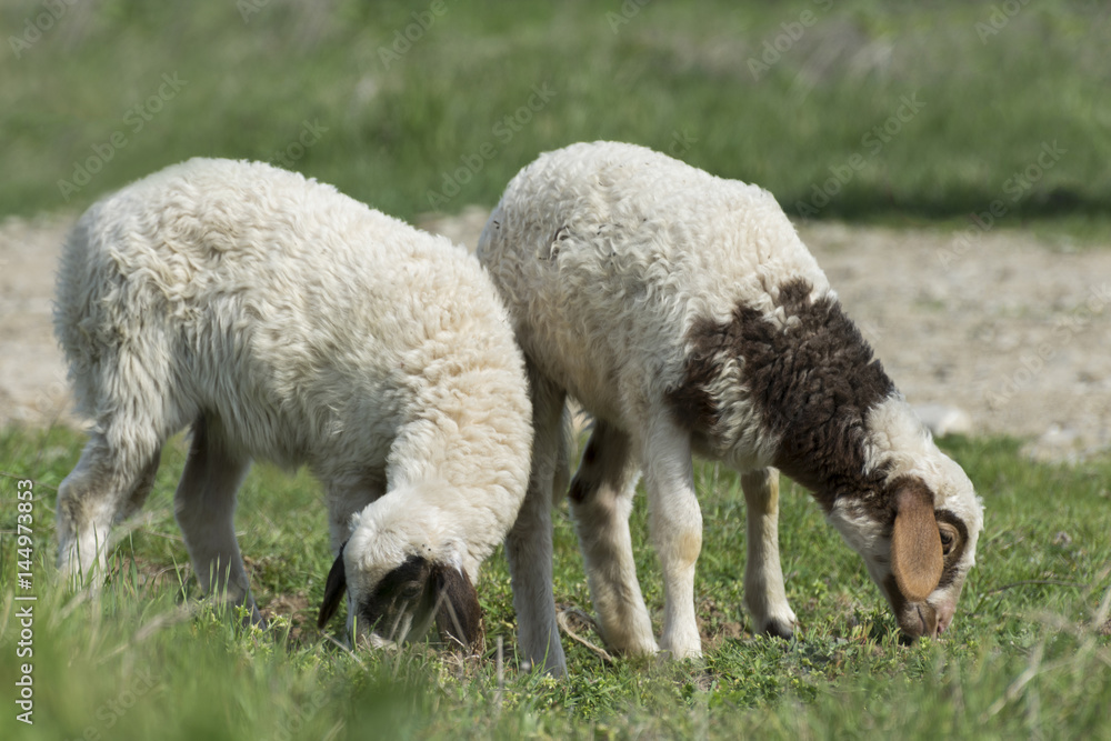 lambs, two weeks old, standing on the grass lambs, two weeks old, standing on the grass