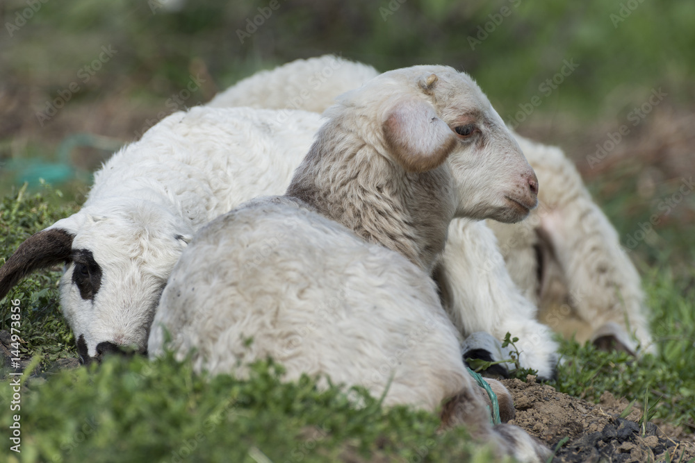 Two white lambs lying down on the grass Two white lambs lying down on the grass