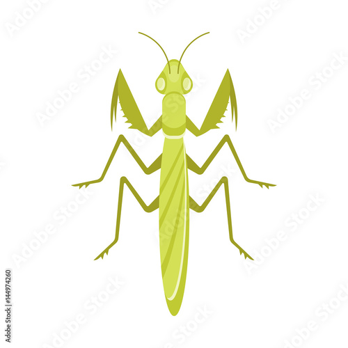 Vector flat style illustration of mantis
