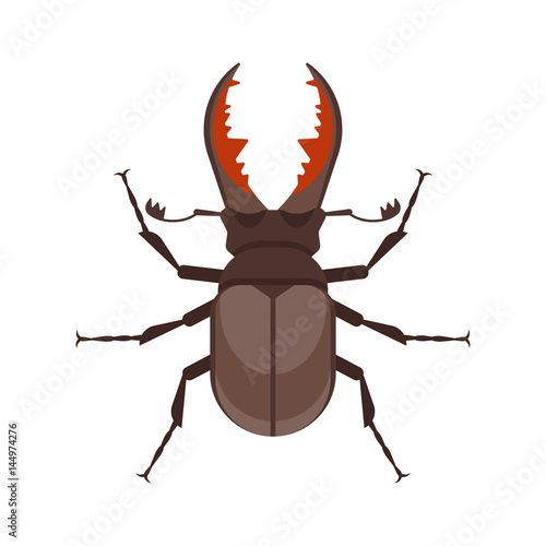 Vector flat style illustration of stag beetle. © thruer