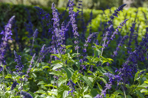 Salvia indigo spires purple full blossom with lush leaves