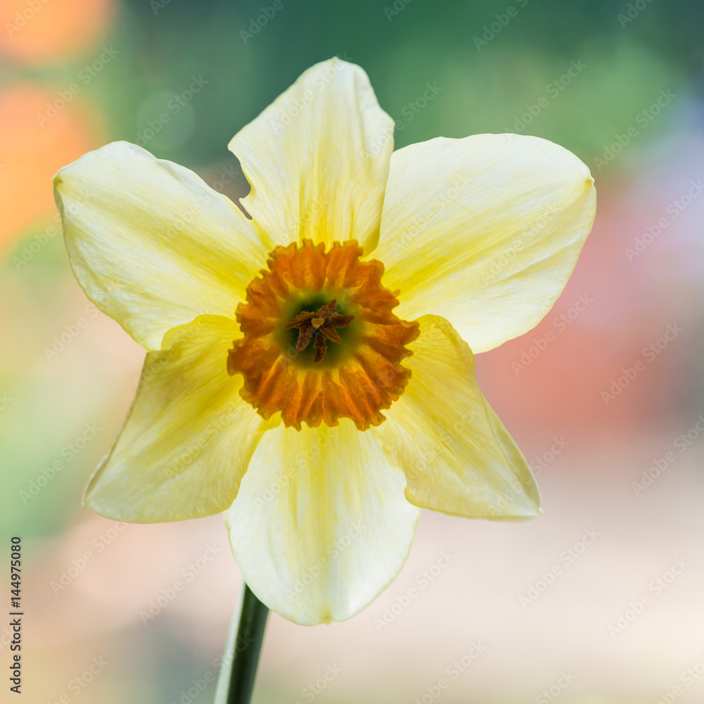 Fototapeta premium Nice Narcissus