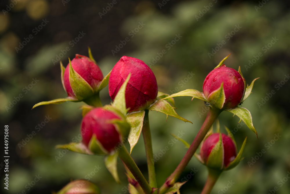 Fresh rosebuds Fresh rosebuds