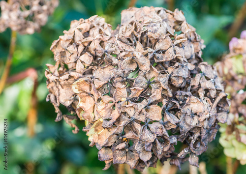 Mophead Hydrangea