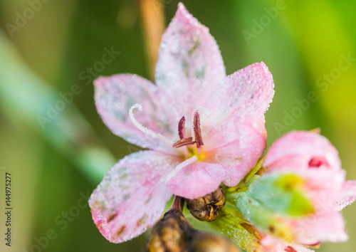 Remaining River Lily photo