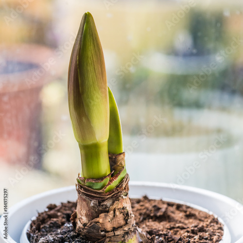 Amaryllis Emergence