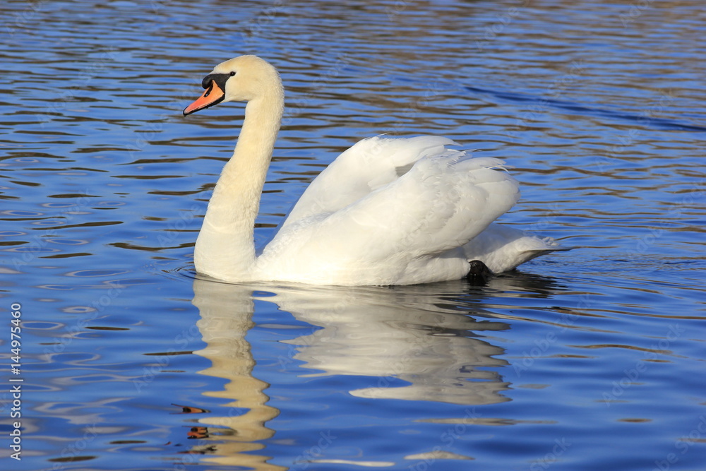 Schwan: Höckerschwan schwimmt auf einem Gewässer Schwan: Höckerschwan schwimmt auf einem Gewässer