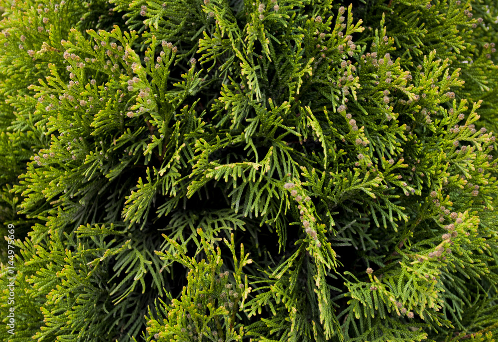 Fototapeta premium plant