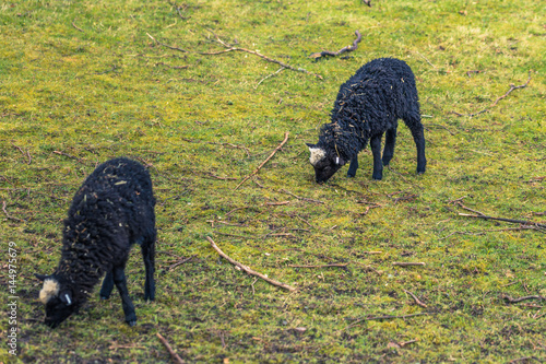 Gothenburg, Sweden - April 15, 2017: Goats in Slottskogen park in Gothenburg, Sweden photo