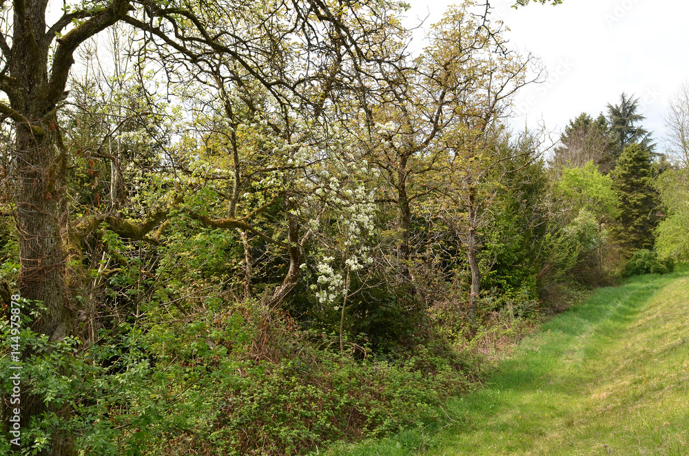 Fototapeta premium Wiesen und Wälder