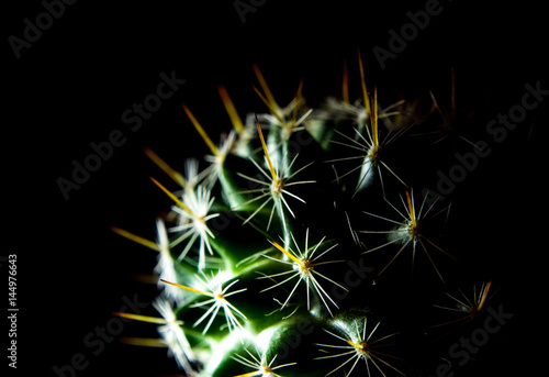 Cactus species Mammillaria on black background