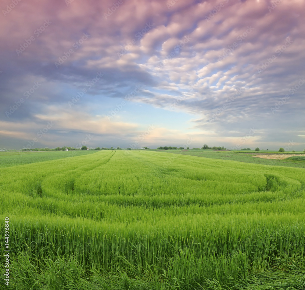 green wheat field green wheat field