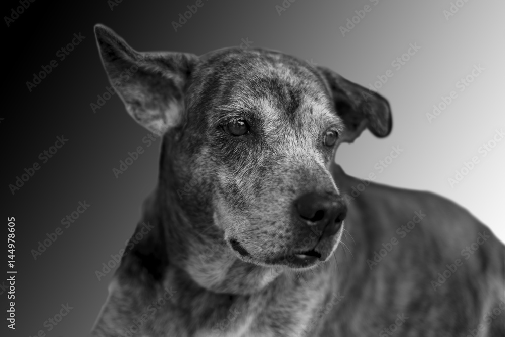 Dog on dark background. Black and white image. Dog on dark background. Black and white image.