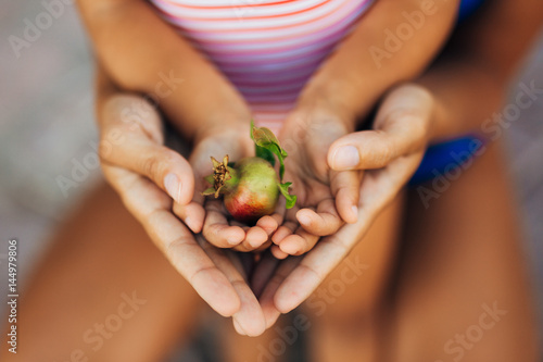 the red pomegranate in the hands in Montenegro