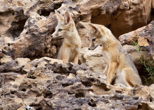 Desert Fox photo