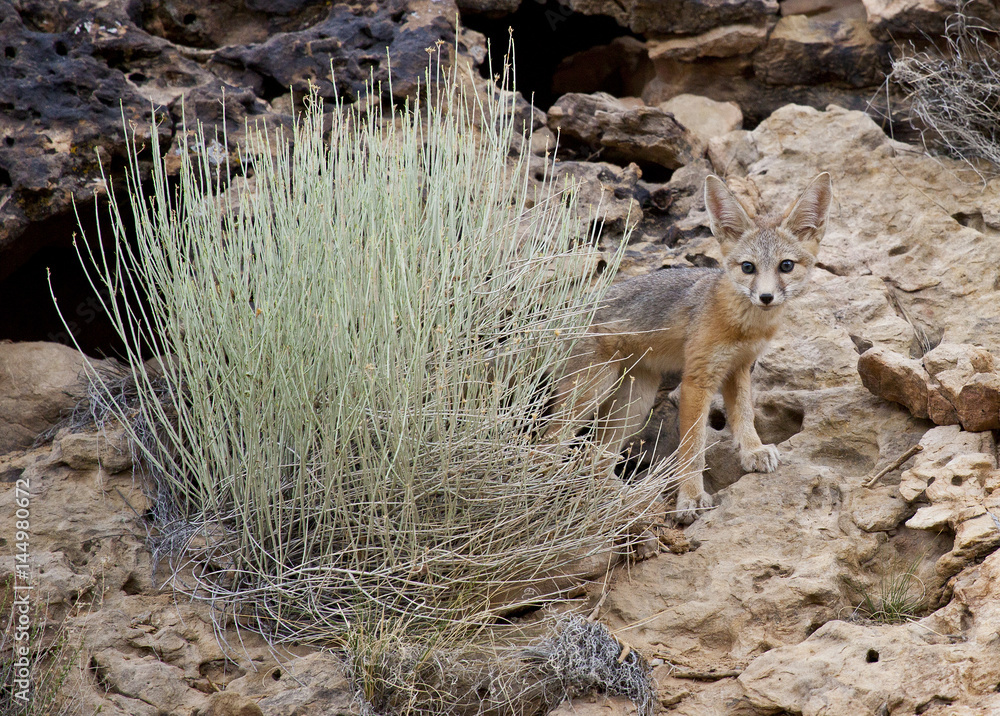 Obraz premium Desert Fox