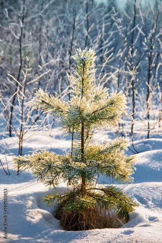 Small pine powder with snow