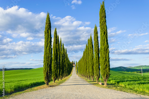Viale di cipressi in Toscana photo
