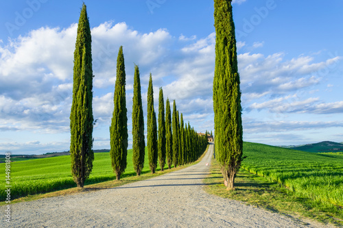 Viale di cipressi in Toscana photo