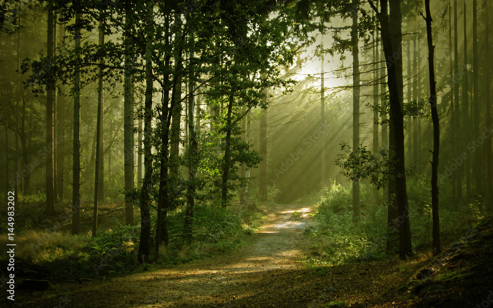 Beutiful forest Beutiful forest