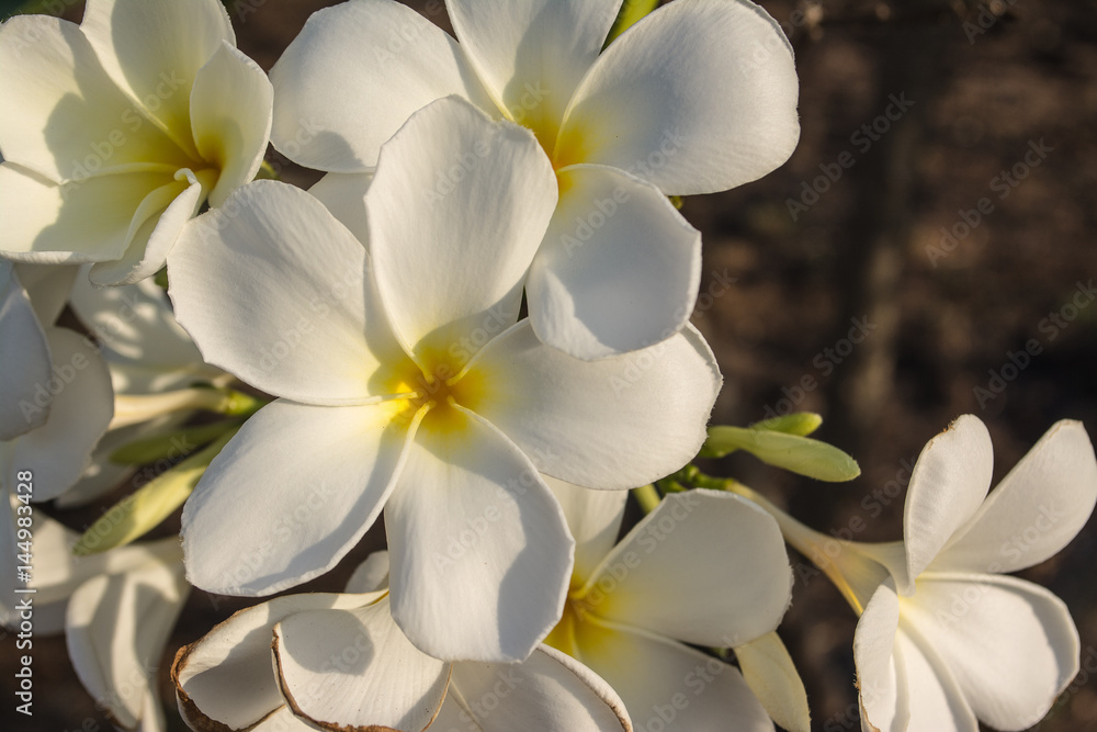 Plumeria is a genus of flowering plants in the dogbane family. Most species are deciduous shrubs or small trees. Common names for plants in the genus vary widely according to region. Plumeria is a genus of flowering plants in the dogbane family. Most species are deciduous shrubs or small trees. Common names for plants in the genus vary widely according to region.