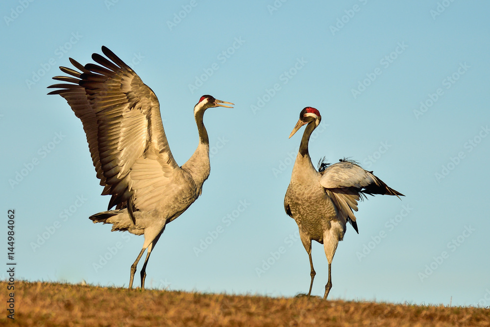 Fototapeta premium Eurasian crane