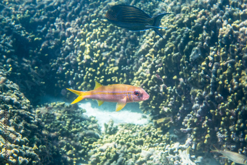 yellowfin goatfish © andrisl