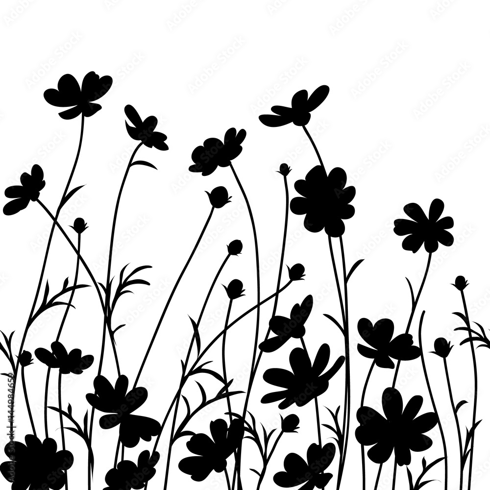 Naklejka Letni ogród. Kosmosu kwiatu sylwetka odizolowywająca na bielu. Ilustracji wektorowych