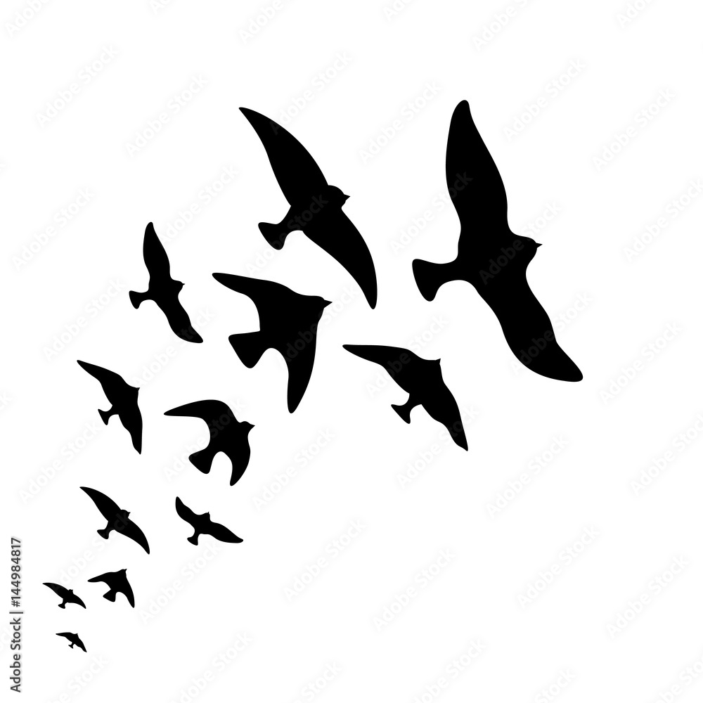 Obraz premium Vector silhouette flock of flying birds design on white background