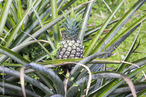 Close-up of organic Pineapple photo