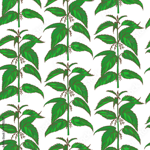 vector hand drawn colored nettle background
