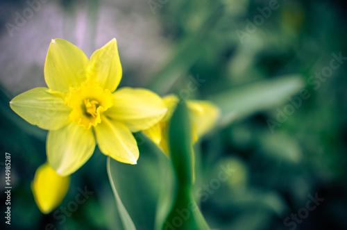 Fototapeta Naklejka Na Ścianę i Meble -  Yellow daffodil,narcissus flower in spring