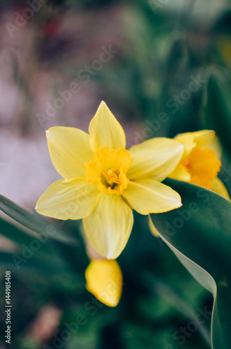 Fototapeta Naklejka Na Ścianę i Meble -  Yellow daffodil,narcissus flower in spring