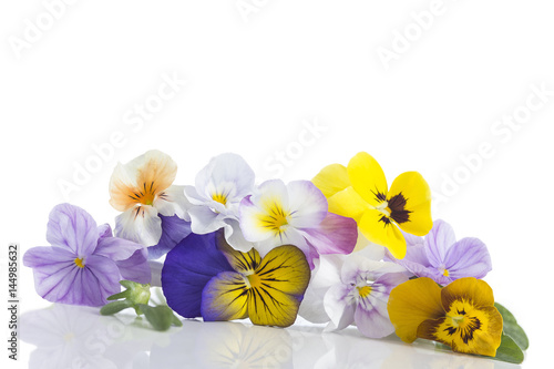 Viola tricolor nice pansies  symbolizing the arrival of spring and the continuing