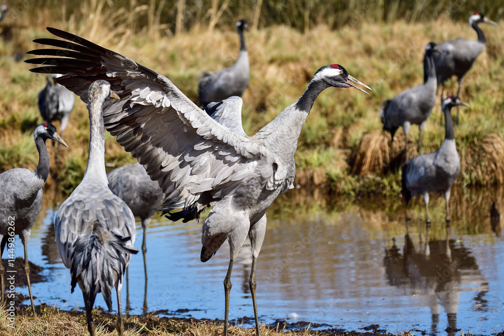 Obraz premium Eurasian crane