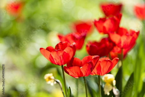 Viele rote Tulpen im Feld