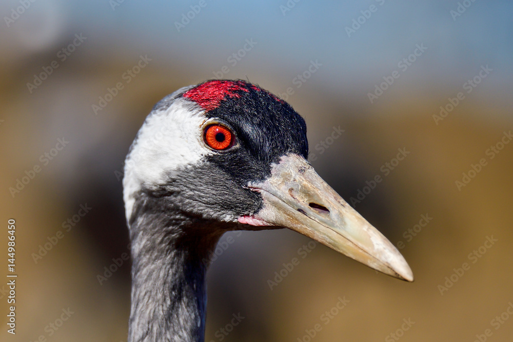 Fototapeta premium Eurasian crane