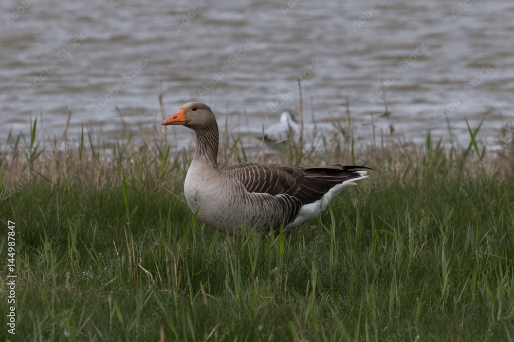 Pink-Footed Goose (Anser brachyrhynchus) Pink-Footed Goose (Anser brachyrhynchus)