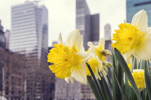 Fototapeta Naklejka Na Ścianę i Meble -  Spring flowers, daffodils, in moderncity,