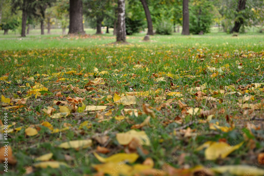 Dry autumn leaves on grass surface; nature background; selective focus. Dry autumn leaves on grass surface; nature background; selective focus.