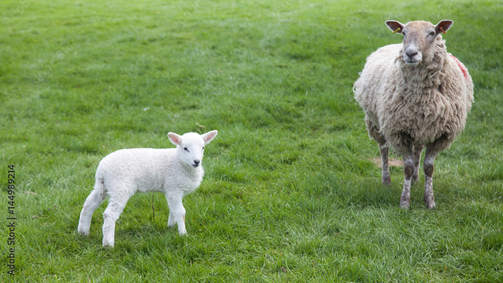 Mother sheep and lamb in green, grassy field Mother sheep and lamb in green, grassy field
