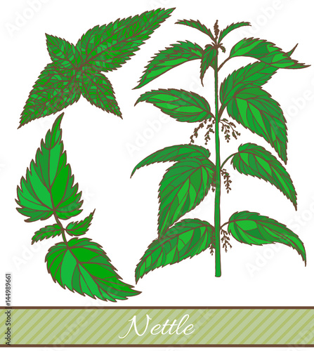 vector hand drawn colored isolated illustration of nettle
