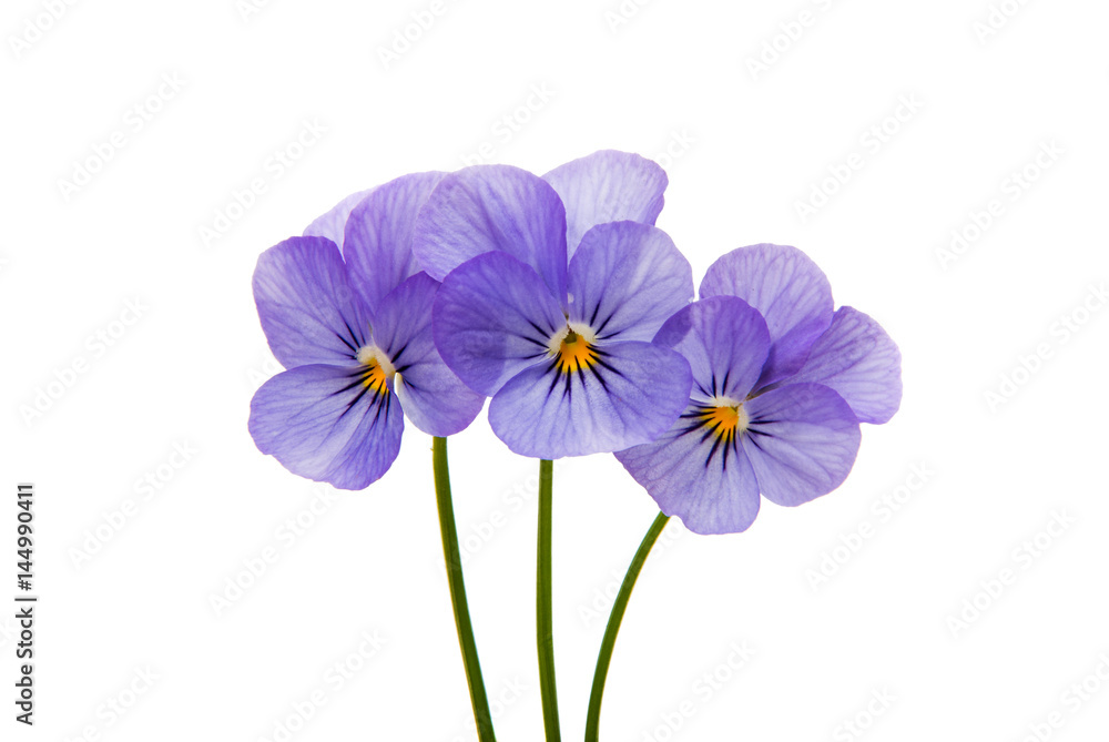 Pansies isolated