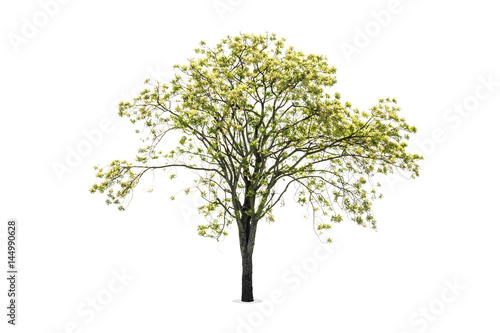 Tree isolated on white background