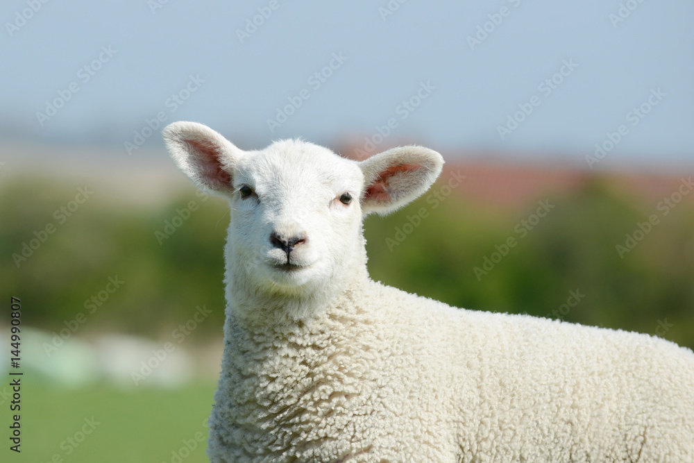 Sheep lamb standing on pasture and looking
